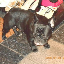 龍山寺商場にフレンチブルドックがいたので写真をパチリ。