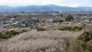 ３万５千本の梅が一斉に咲き誇る