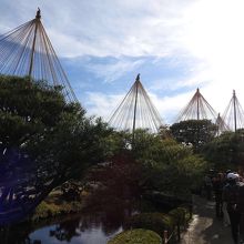 金沢の風物詩ですね