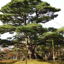 少し傾いてる…？写真が下手なだけ？