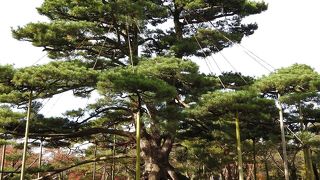 根っこが出てきてる！