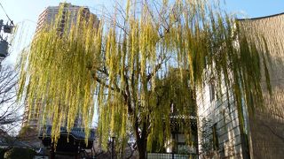 見事な柳です