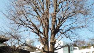 見ごたえある時期に足を運べず…。