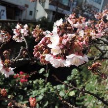 熱海桜が咲いてる