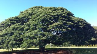 某CMの木で有名