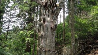 巨大な杉のある玉置神社