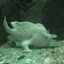 海洋科学館にいたお魚。