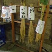 お酒を造る為の稲が展示されていて、山田錦等、よくしられているものが展示されています。