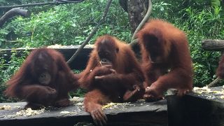 オラウータンと朝食