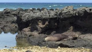 ゆったりトレイル