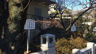 特徴がない木と石