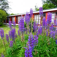 部屋はルピナスが咲く中庭に面しています