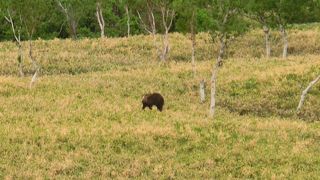 運がよければ熊をみれる