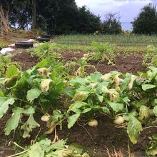 この野菜を食べました?