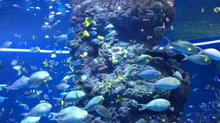 シンガポールでお魚鑑賞