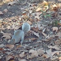 セントラルパークのリス