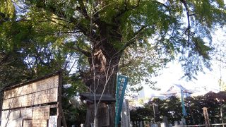 かなり大木です