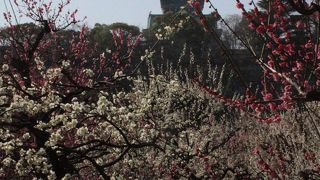 広大な敷地にたくさんの梅が咲き誇る関西屈指の梅林