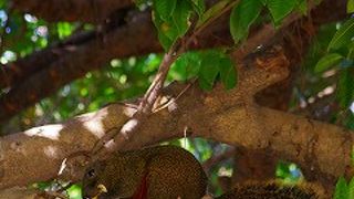 リスおじさんがいた