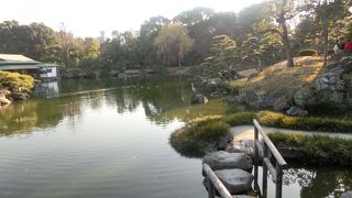 広い池に冬鳥がゆらりゆらり、いい眺めだ