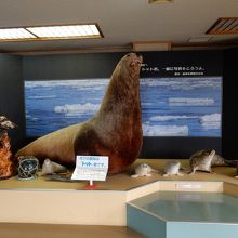 アザラシのはく製