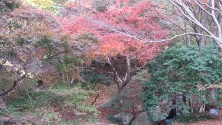 少し、紅葉には遅かった森林植物園