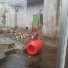 猿山のお猿さん