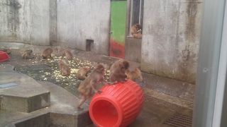 無料で猿山などなどが楽しめます