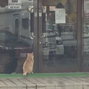 ここの猫ちゃん達が可愛いです！豆腐アイスがお勧めです！美味しい水が汲めます。