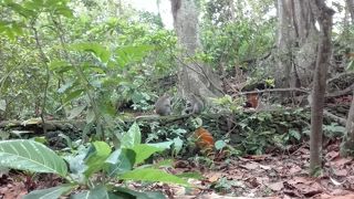 赤ちゃんのおサルさんが可愛いです