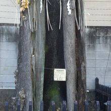 御神木と思われる銀杏の古木が鳥居の傍に鎮座しています。