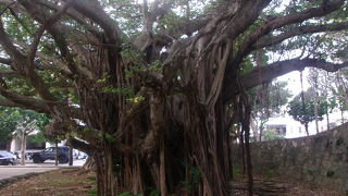 ここのガジュマルもなかなか素晴らしいです