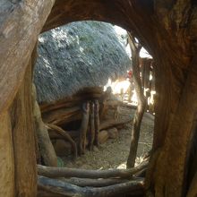 ちょっとだけ見えたワカ