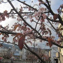 糸川の桜