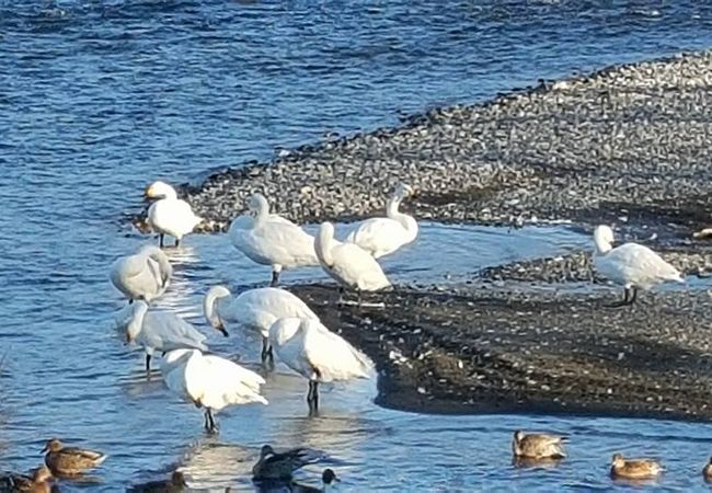 北アルプスの山に囲まれた白鳥湖、白鳥や鴨が羽を休めておりました。