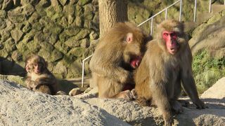 サルの群れを、間近に見ることができます～