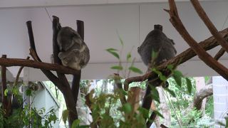 Lone Pine Koala Sanctuary