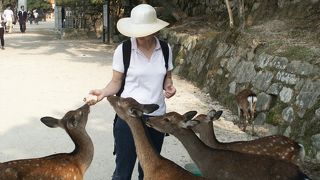 日本三景のひとつ