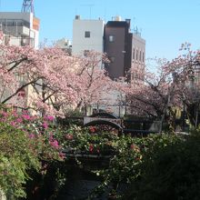 糸川：桜とブーゲンビリアの競演