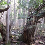 21世紀の森公園の奥にある株杉の森