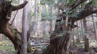 21世紀の森公園の奥にある株杉の森