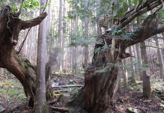 21世紀の森公園の奥にある株杉の森