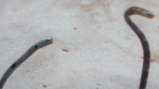 見ごたえあります。