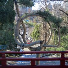 「月の松」越しの「弁天堂」、お約束ですね