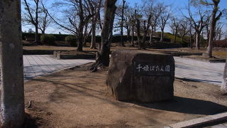 2016年１月　姫路市　「千姫ぼたん園」