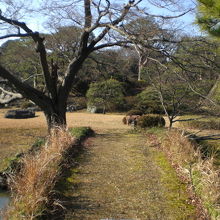 手前が、六義園の田鶴橋です。奥は、中の島になっています。