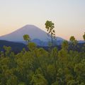 菜の花と富士山