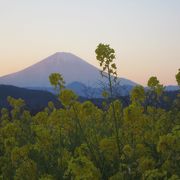 菜の花と富士山