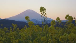 菜の花と富士山