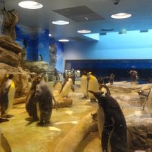 ペンギンは時間を忘れさせます。